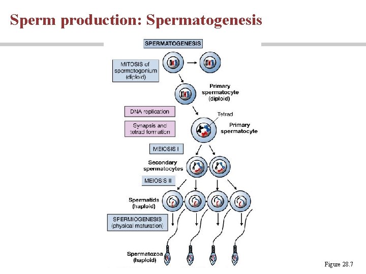 Sperm production: Spermatogenesis Figure 28. 7 Sperm production: Spermatogenesis Figure 28. 7