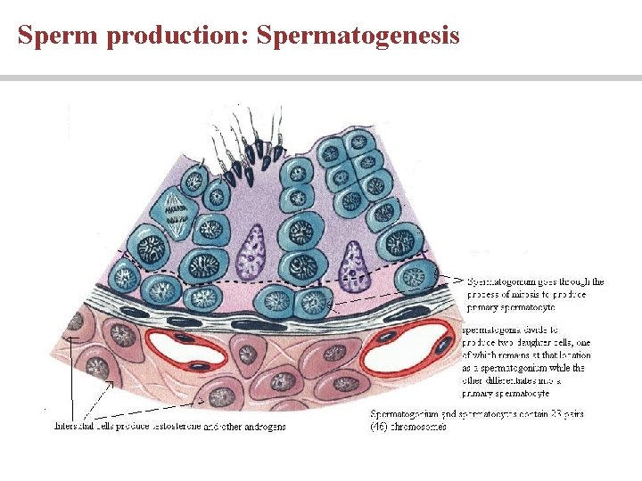 Sperm production: Spermatogenesis Sperm production: Spermatogenesis