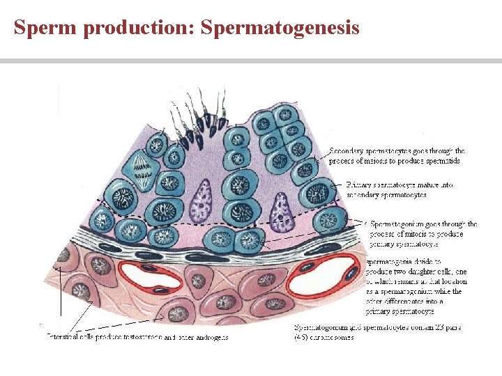 Sperm production: Spermatogenesis Sperm production: Spermatogenesis