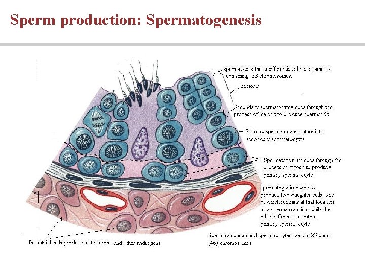 Sperm production: Spermatogenesis Sperm production: Spermatogenesis