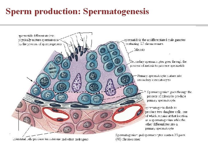 Sperm production: Spermatogenesis Sperm production: Spermatogenesis