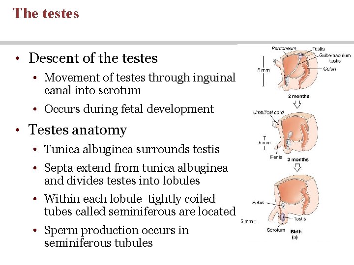 The testes • Descent of the testes • Movement of testes through inguinal canal The testes • Descent of the testes • Movement of testes through inguinal canal