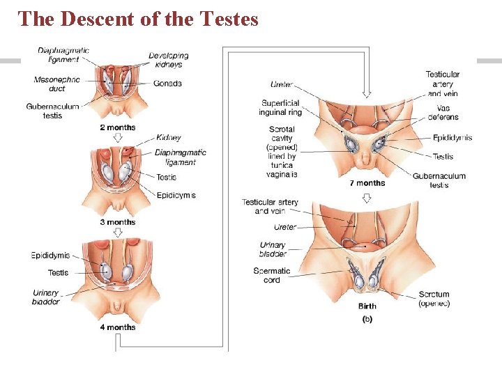 The Descent of the Testes The Descent of the Testes