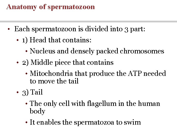 Anatomy of spermatozoon • Each spermatozoon is divided into 3 part: • 1) Head Anatomy of spermatozoon • Each spermatozoon is divided into 3 part: • 1) Head