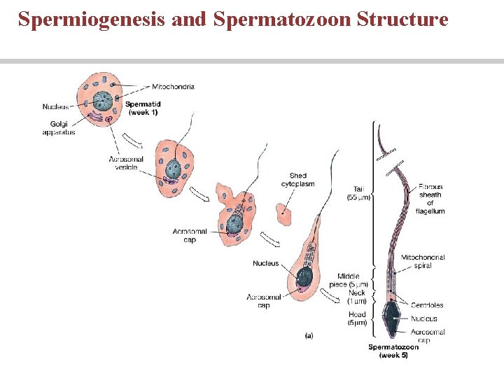 Spermiogenesis and Spermatozoon Structure Spermiogenesis and Spermatozoon Structure
