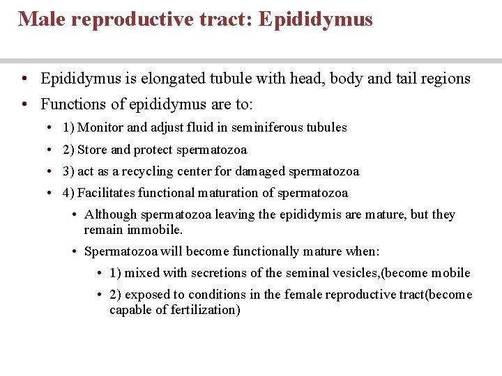 Male reproductive tract: Epididymus • Epididymus is elongated tubule with head, body and tail Male reproductive tract: Epididymus • Epididymus is elongated tubule with head, body and tail