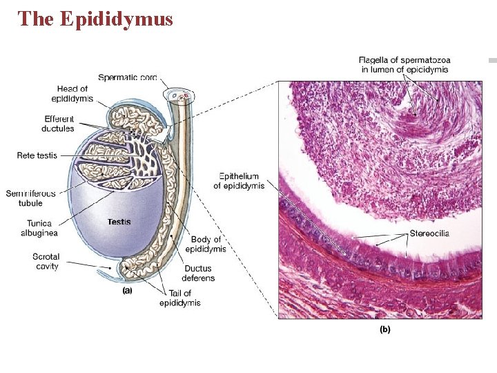 The Epididymus The Epididymus