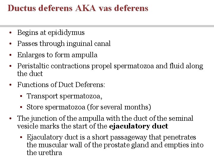 Ductus deferens AKA vas deferens • Begins at epididymus • Passes through inguinal canal Ductus deferens AKA vas deferens • Begins at epididymus • Passes through inguinal canal