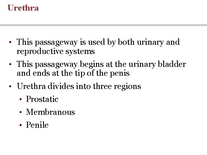 Urethra • This passageway is used by both urinary and reproductive systems • This Urethra • This passageway is used by both urinary and reproductive systems • This