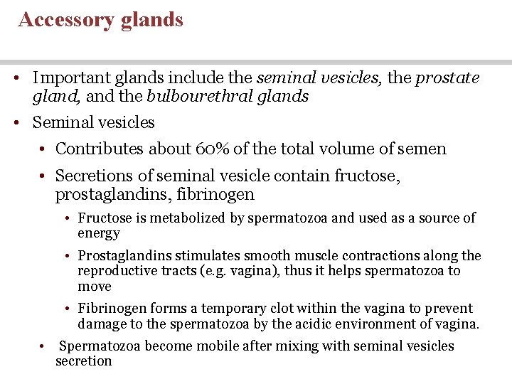 Accessory glands • Important glands include the seminal vesicles, the prostate gland, and the Accessory glands • Important glands include the seminal vesicles, the prostate gland, and the