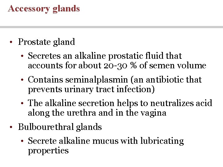Accessory glands • Prostate gland • Secretes an alkaline prostatic fluid that accounts for Accessory glands • Prostate gland • Secretes an alkaline prostatic fluid that accounts for