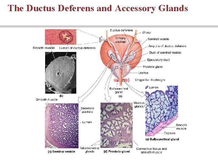 The Ductus Deferens and Accessory Glands The Ductus Deferens and Accessory Glands