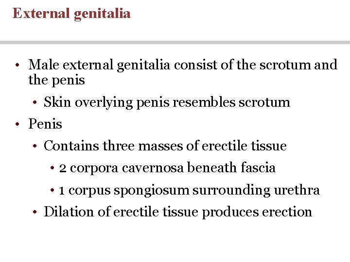 External genitalia • Male external genitalia consist of the scrotum and the penis • External genitalia • Male external genitalia consist of the scrotum and the penis •