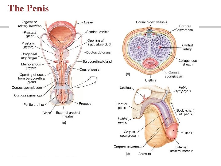 The Penis The Penis