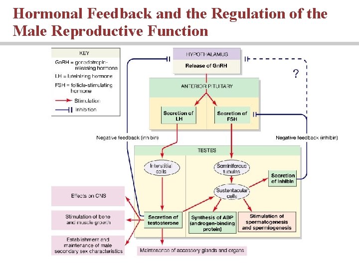 Hormonal Feedback and the Regulation of the Male Reproductive Function Hormonal Feedback and the Regulation of the Male Reproductive Function