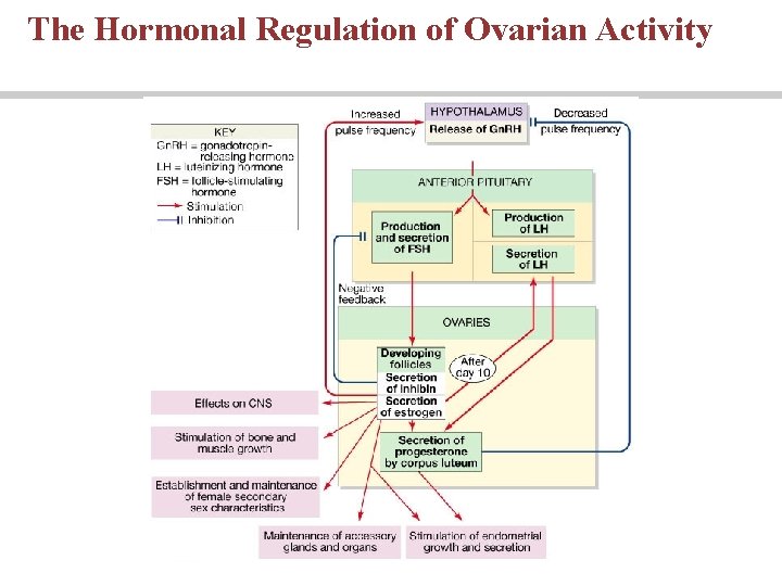 The Hormonal Regulation of Ovarian Activity The Hormonal Regulation of Ovarian Activity