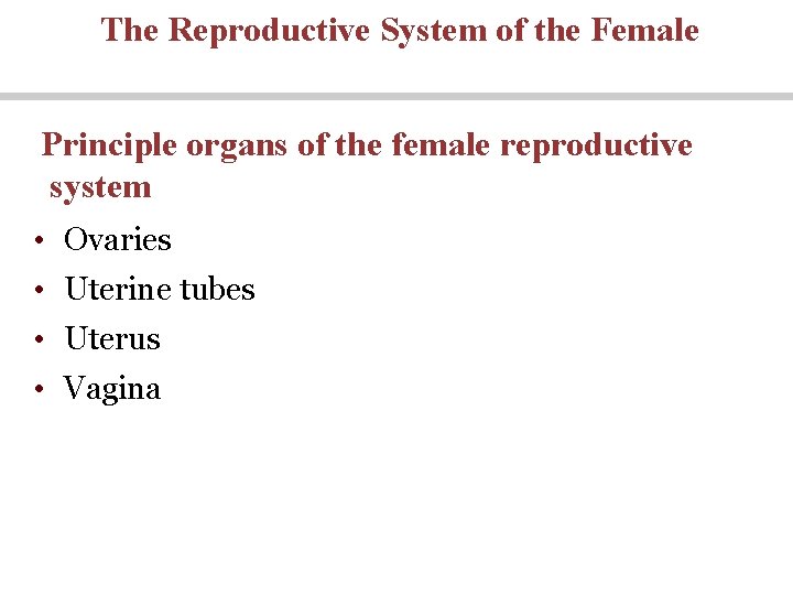 The Reproductive System of the Female Principle organs of the female reproductive system • The Reproductive System of the Female Principle organs of the female reproductive system •