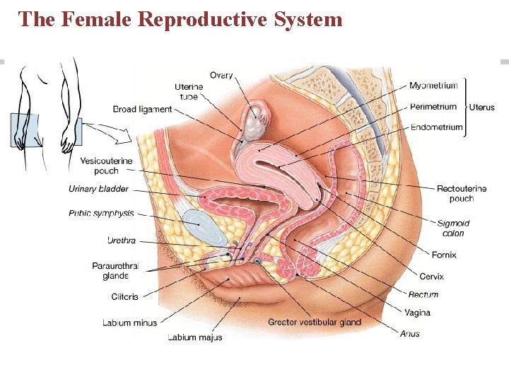 The Female Reproductive System The Female Reproductive System