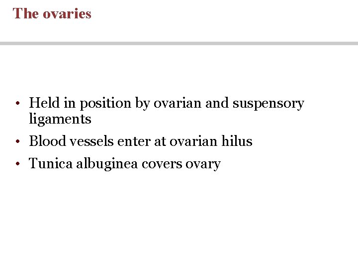 The ovaries • Held in position by ovarian and suspensory ligaments • Blood vessels The ovaries • Held in position by ovarian and suspensory ligaments • Blood vessels