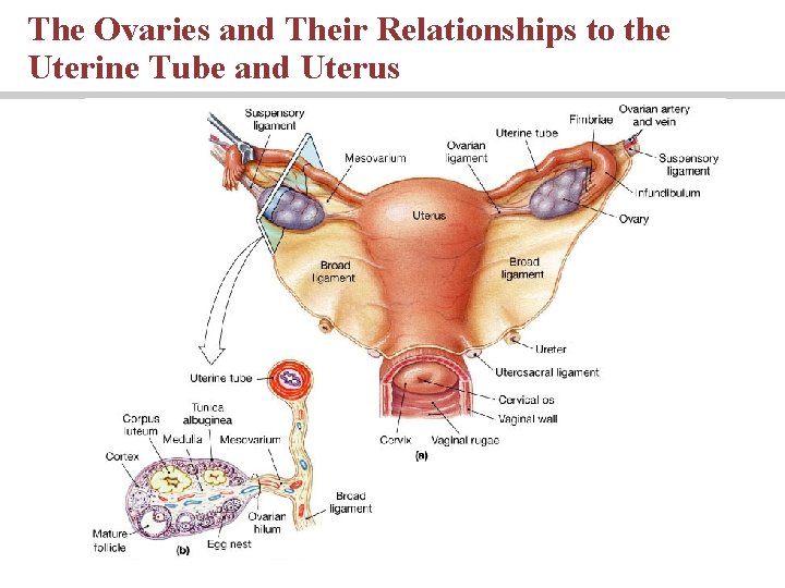 The Ovaries and Their Relationships to the Uterine Tube and Uterus The Ovaries and Their Relationships to the Uterine Tube and Uterus