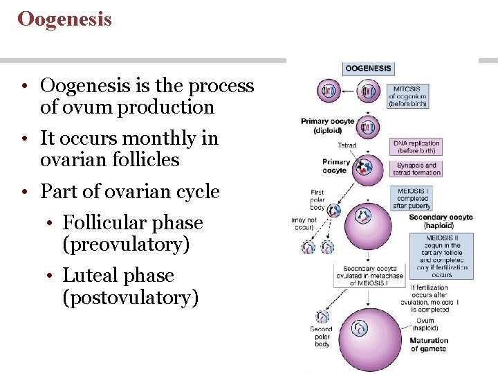 Oogenesis • Oogenesis is the process of ovum production • It occurs monthly in Oogenesis • Oogenesis is the process of ovum production • It occurs monthly in