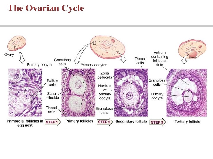 The Ovarian Cycle The Ovarian Cycle