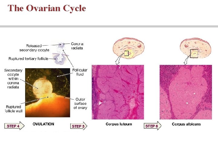 The Ovarian Cycle The Ovarian Cycle