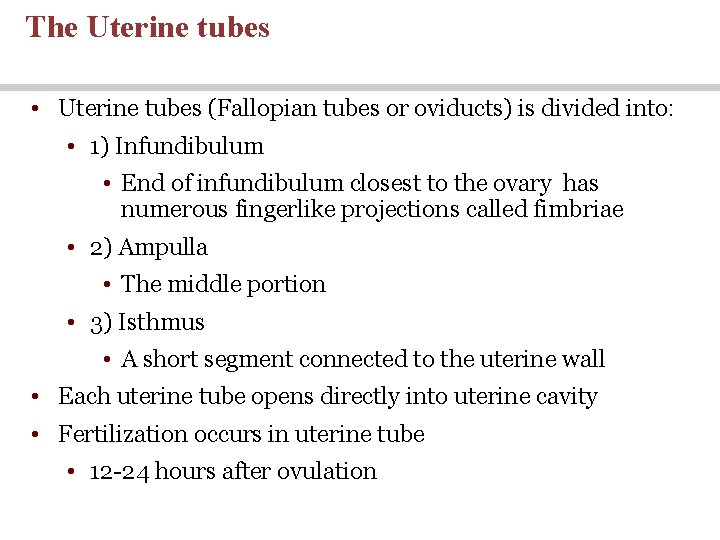 The Uterine tubes • Uterine tubes (Fallopian tubes or oviducts) is divided into: • The Uterine tubes • Uterine tubes (Fallopian tubes or oviducts) is divided into: •