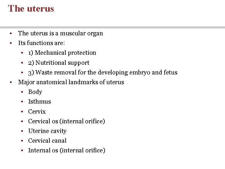 The uterus • The uterus is a muscular organ • Its functions are: • The uterus • The uterus is a muscular organ • Its functions are: •