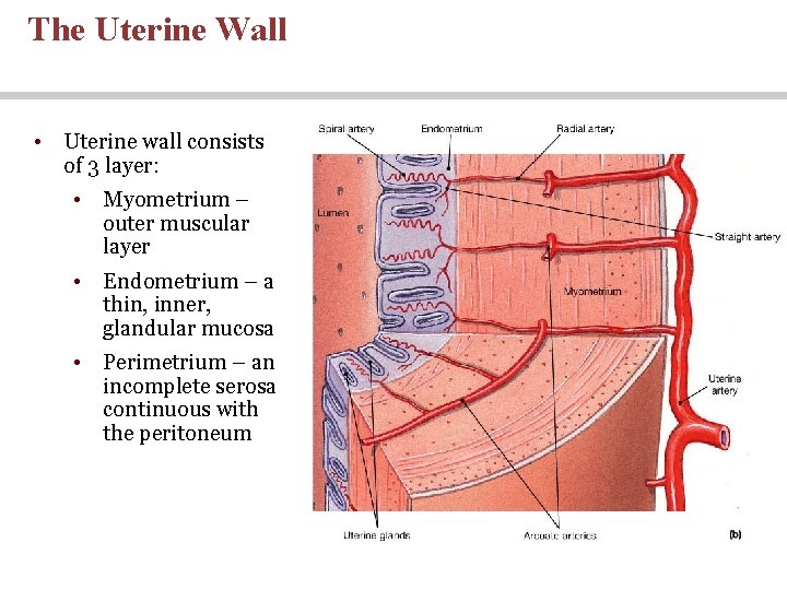 The Uterine Wall • Uterine wall consists of 3 layer: • Myometrium – outer The Uterine Wall • Uterine wall consists of 3 layer: • Myometrium – outer