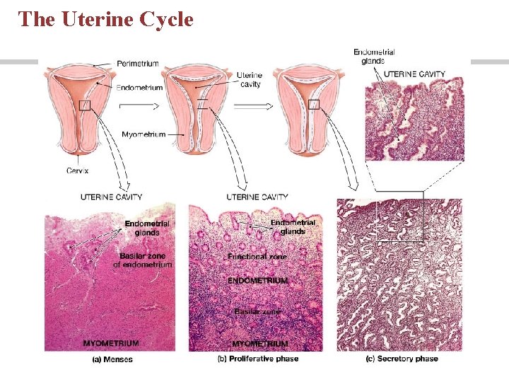 The Uterine Cycle The Uterine Cycle