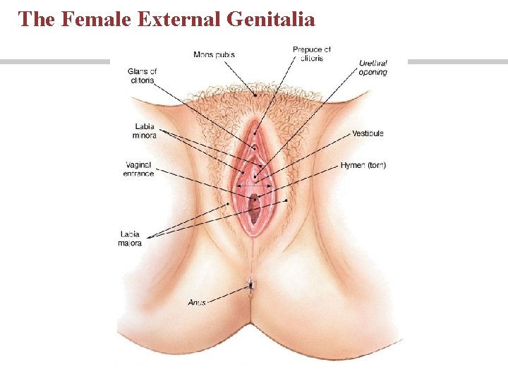 The Female External Genitalia The Female External Genitalia