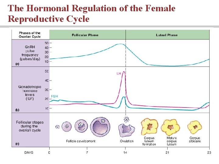 The Hormonal Regulation of the Female Reproductive Cycle The Hormonal Regulation of the Female Reproductive Cycle