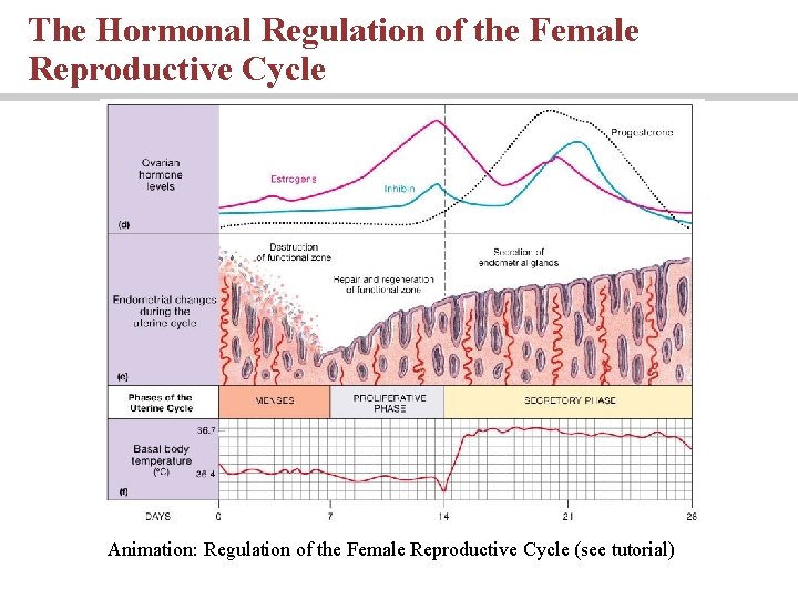 The Hormonal Regulation of the Female Reproductive Cycle Animation: Regulation of the Female Reproductive The Hormonal Regulation of the Female Reproductive Cycle Animation: Regulation of the Female Reproductive