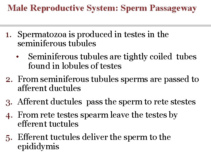 Male Reproductive System: Sperm Passageway 1. Spermatozoa is produced in testes in the seminiferous Male Reproductive System: Sperm Passageway 1. Spermatozoa is produced in testes in the seminiferous