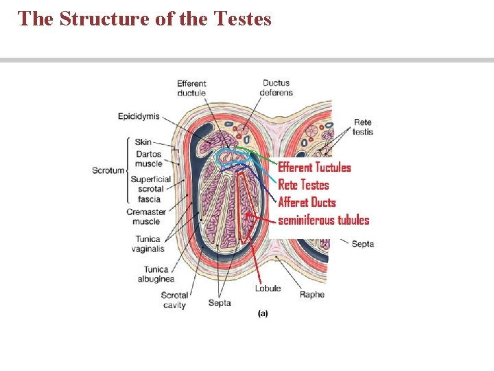 The Structure of the Testes The Structure of the Testes