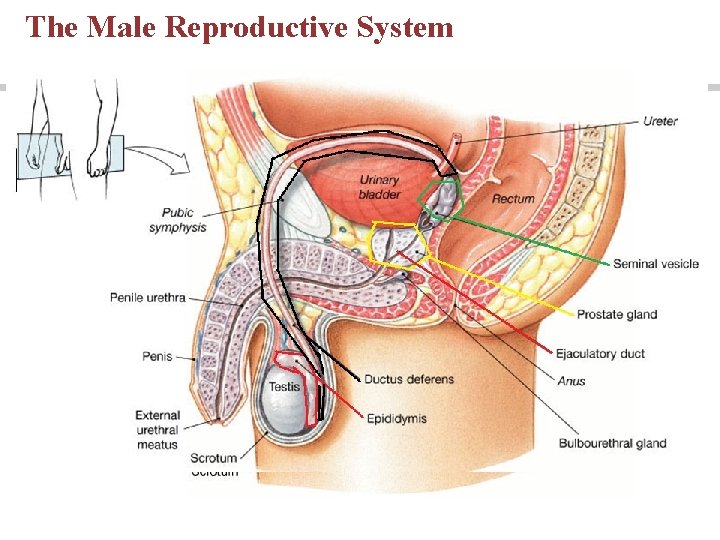 The Male Reproductive System The Male Reproductive System