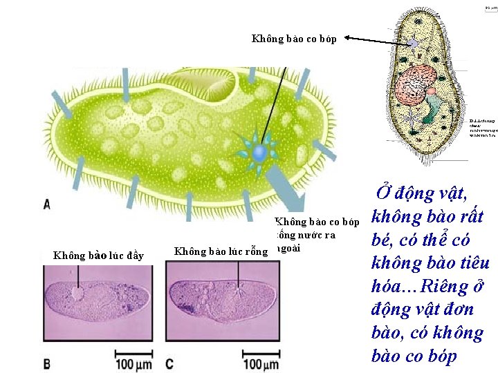 Không bào co bóp Không bào lúc đầy Không bào co bóp tống nước