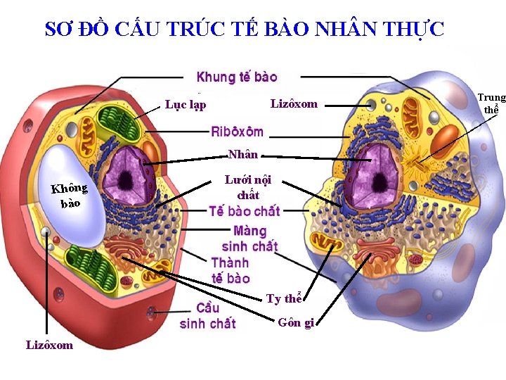 SƠ ĐỒ CẤU TRÚC TẾ BÀO NH N THỰC Lizôxom Lục lạp Nhân Không