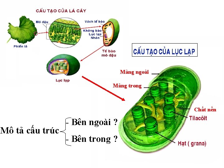 Màng ngoài Màng trong Chất nền Mô tả cấu trúc - Bên ngoài ?