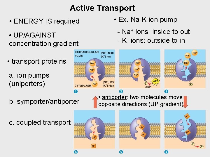 Active Transport • ENERGY IS required • UP/AGAINST concentration gradient • Ex. Na-K ion
