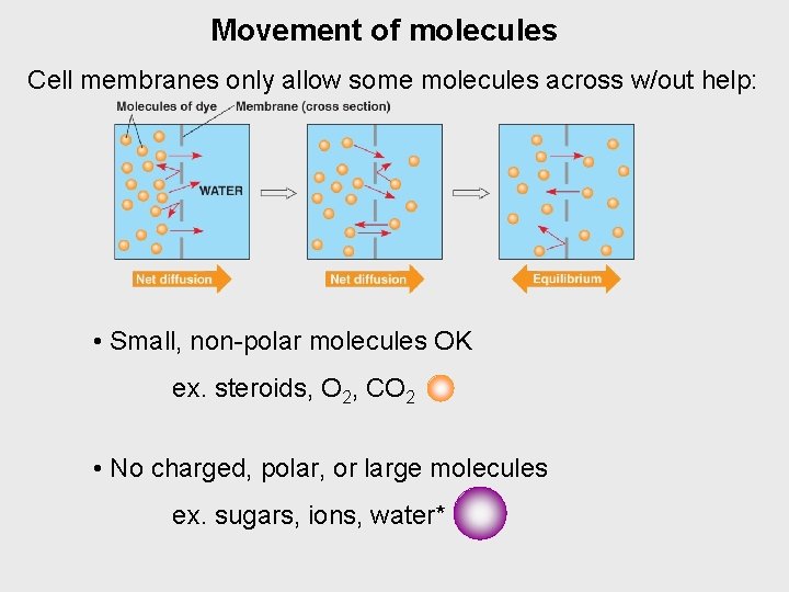 Movement of molecules Cell membranes only allow some molecules across w/out help: • Small,