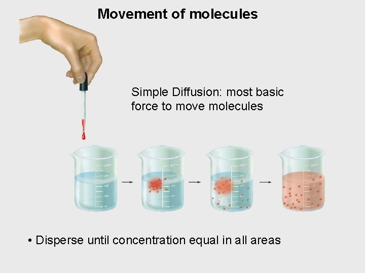 Movement of molecules Simple Diffusion: most basic force to move molecules • Disperse until