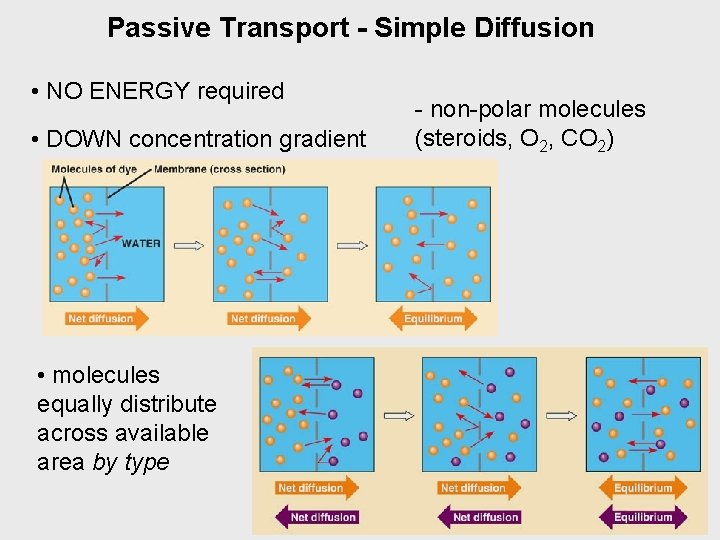 Passive Transport - Simple Diffusion • NO ENERGY required • DOWN concentration gradient •