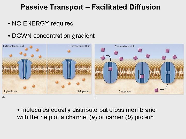 Passive Transport – Facilitated Diffusion • NO ENERGY required • DOWN concentration gradient •