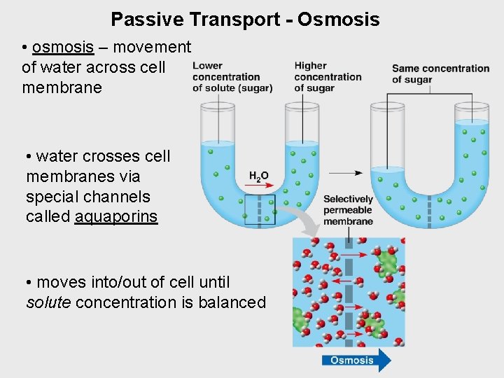Passive Transport - Osmosis • osmosis – movement of water across cell membrane •