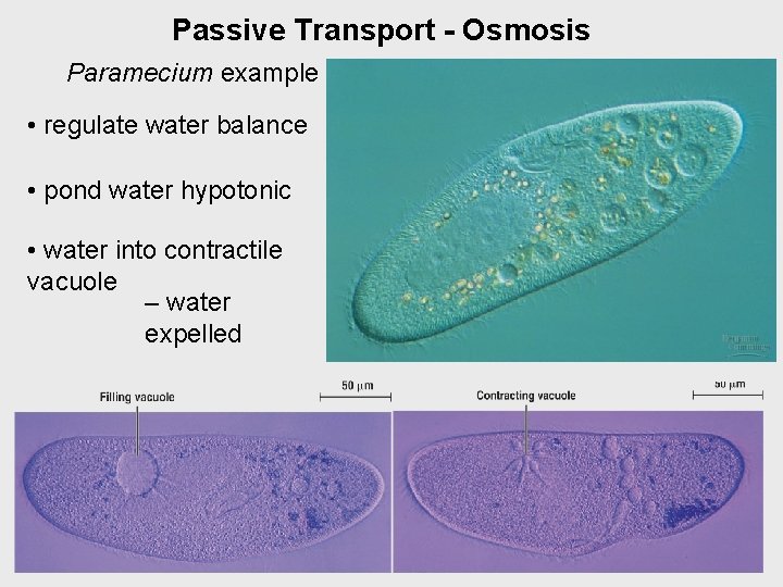 Passive Transport - Osmosis Paramecium example • regulate water balance • pond water hypotonic