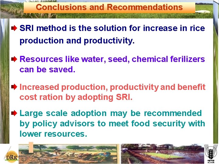 Conclusions and Recommendations SRI method is the solution for increase in rice production and
