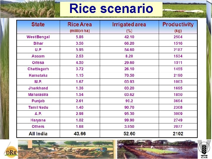 Rice scenario 
