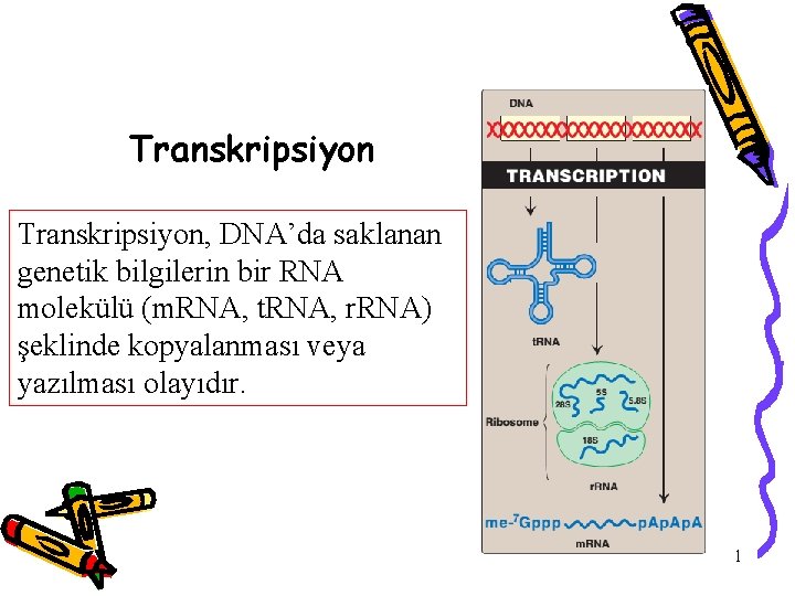 Transkripsiyon, DNA’da saklanan genetik bilgilerin bir RNA molekülü (m. RNA, t. RNA, r. RNA)